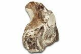 Fossil Plesiosaur Cervical Vertebra - Asfla, Morocco #328648-1